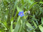 Aegonychon purpurocaeruleum