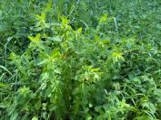 Hypericum hirsutum