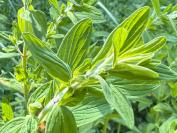 Hypericum hirsutum