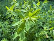 Hypericum hirsutum