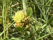Trifolium ochroleucon