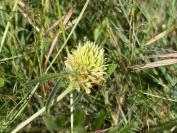 Trifolium ochroleucon
