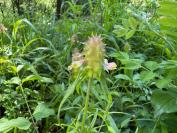 Melampyrum cristatum