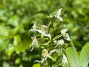 Platanthera chlorantha