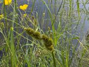 Carex otrubae