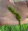 Carex otrubae
