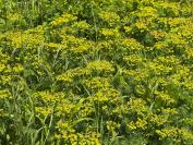Euphorbia cyparissias