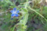 Lycopsis arvensis