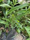 Rorippa sylvestris