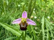 Ophrys apifera