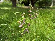 Ophrys apifera