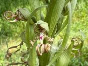 Himantoglossum hircinum