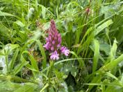 Anacamptis pyramidalis