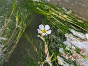 Ranunculus fluitans