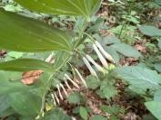 Polygonatum odoratum