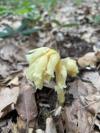 Hypopitys monotropa