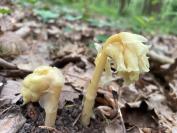 Hypopitys monotropa