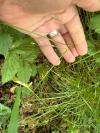 Carex remota