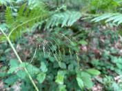 Avenella flexuosa