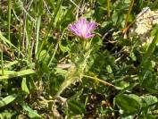 Carduus tenuiflorus