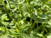 Lithospermum officinale