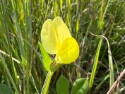 Lotus maritimus