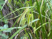 Carex pseudocyperus