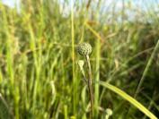 Cirsium tuberosum