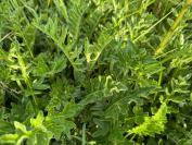 Cirsium tuberosum