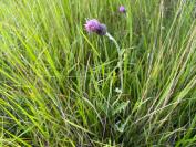 Cirsium dissectum