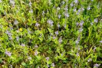 Veronica officinalis