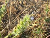 Lycopsis arvensis