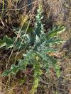 Onopordum acanthium