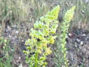 Reseda lutea