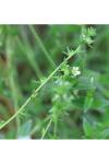 Cerastium fontanum