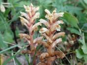 Orobanche hederae