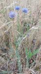 Jasione montana