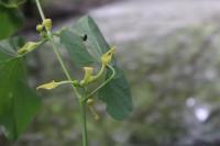 Aristolochia clematitis