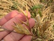 Ceratochloa cathartica