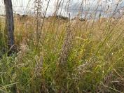 Himantoglossum hircinum