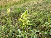 Reseda lutea