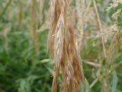 Ceratochloa cathartica