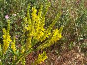 Melilotus officinalis