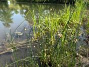 Eleocharis palustris