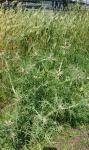 Centaurea calcitrapa