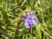 Scutellaria hastifolia