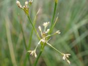 Juncus subnodulosus