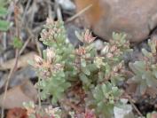 Sedum rubens