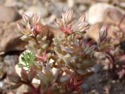 Sedum rubens