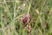 Schoenus nigricans